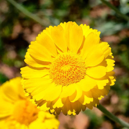 Desert Marigold Seeds - Flower Plant