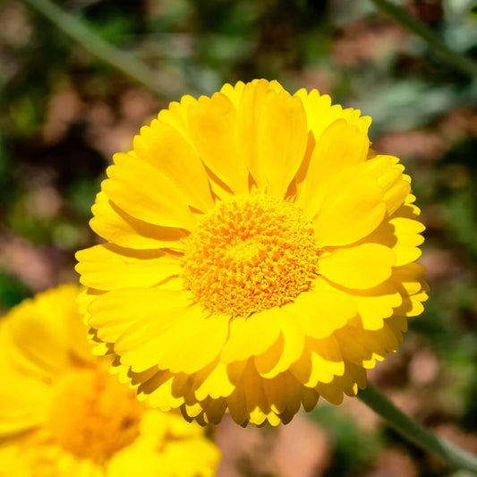 Desert Marigold Seeds - Flower Plant