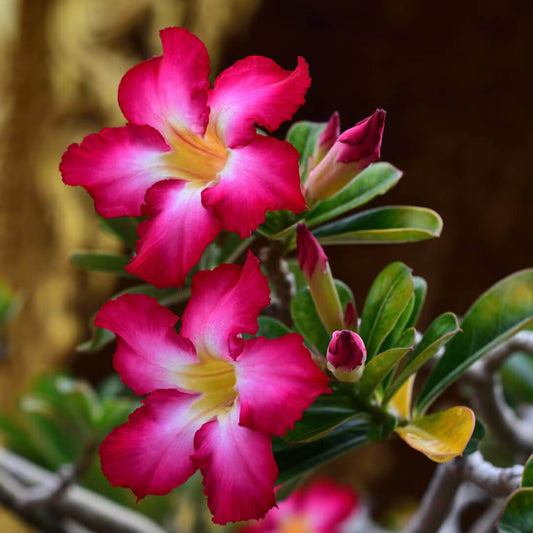 Desert Rose Seeds
