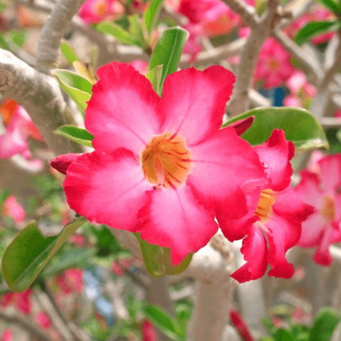 Desert Rose Seeds - Flower Plant