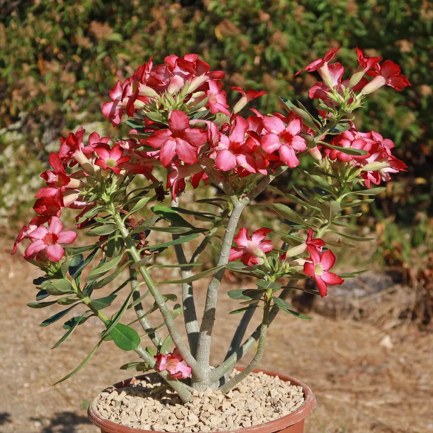 Desert Rose Seeds