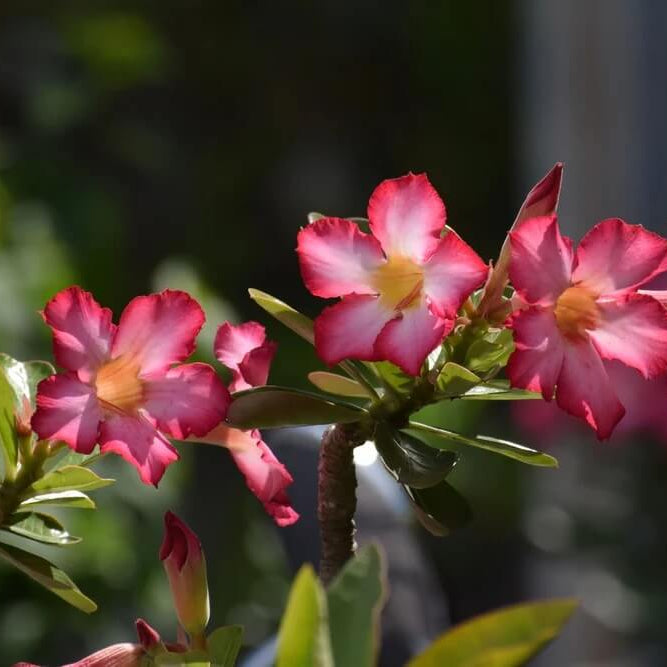 Desert Rose Seeds