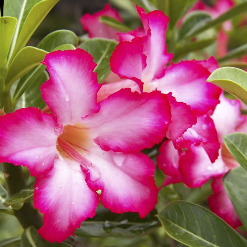 Desert Rose Seeds