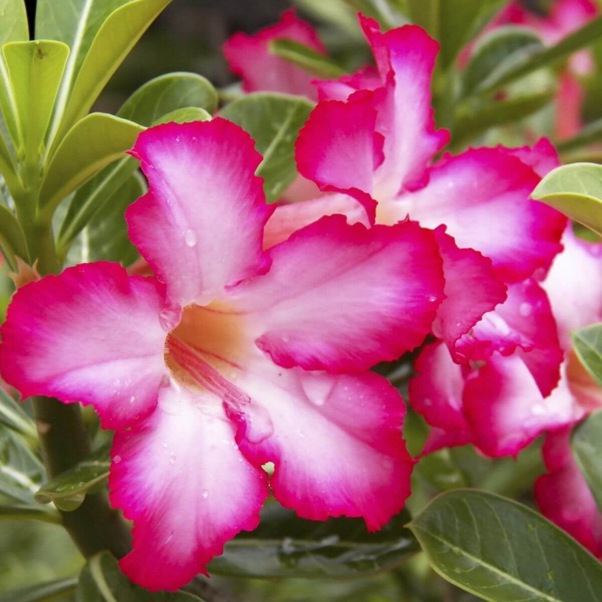Desert Rose Seeds - Flower Plant