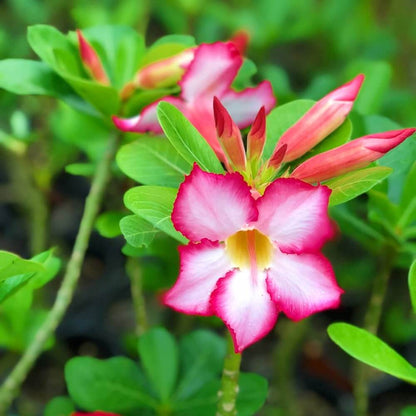 Desert Seeds - Flower Plant for Home Gardens