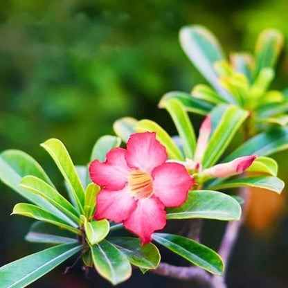 Desert Seeds - Flower Plant for Home Gardens