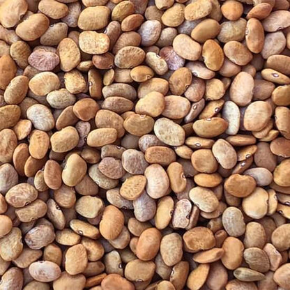 Desert Tepary Beans Seeds
