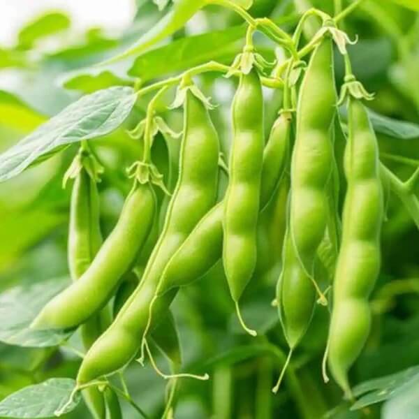 Desert Tepary Beans Seeds