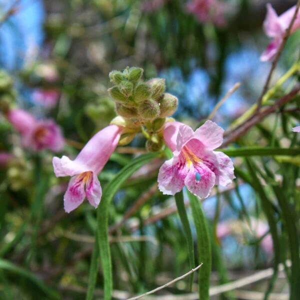 Desert Willow Seeds - Ornamental Flower Plant for Home Gardens