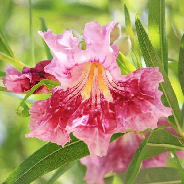 Desert Willow Seeds - Ornamental Flower Plant for Home Gardens