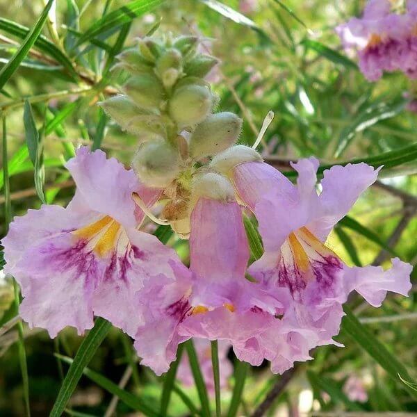 Desert Willow Seeds - Ornamental Flower Plant for Home Gardens