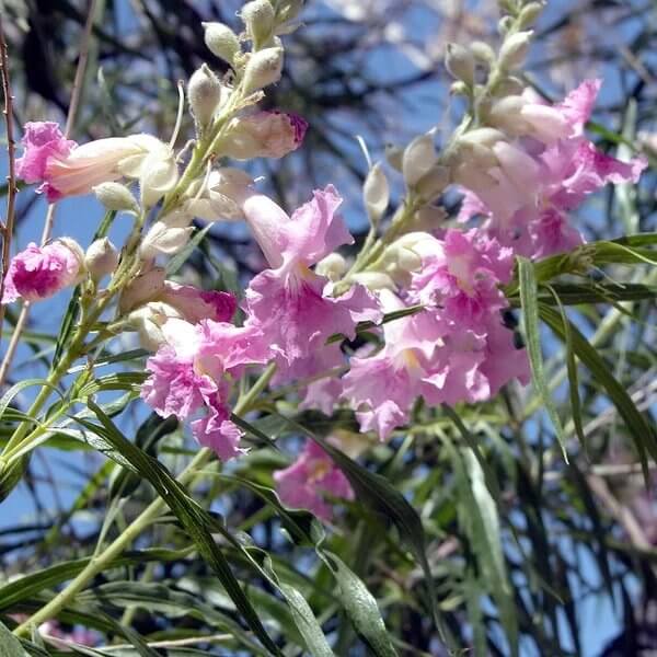 Desert Willow Seeds - Ornamental Flower Plant for Home Gardens