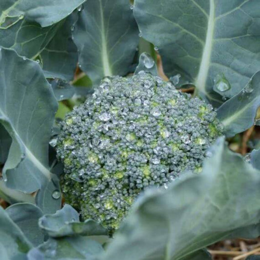 Destiny Broccoli Seeds - Heirloom Vegetable Plant for Home Gardens