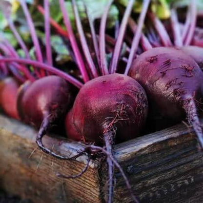 Detroit Supreme Beet Seeds 