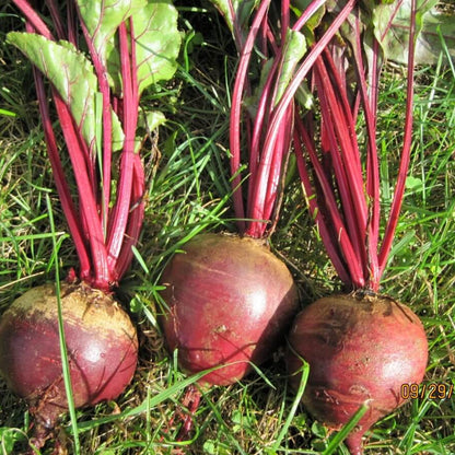 Detroit dark red beet seeds - Vegetable Plant