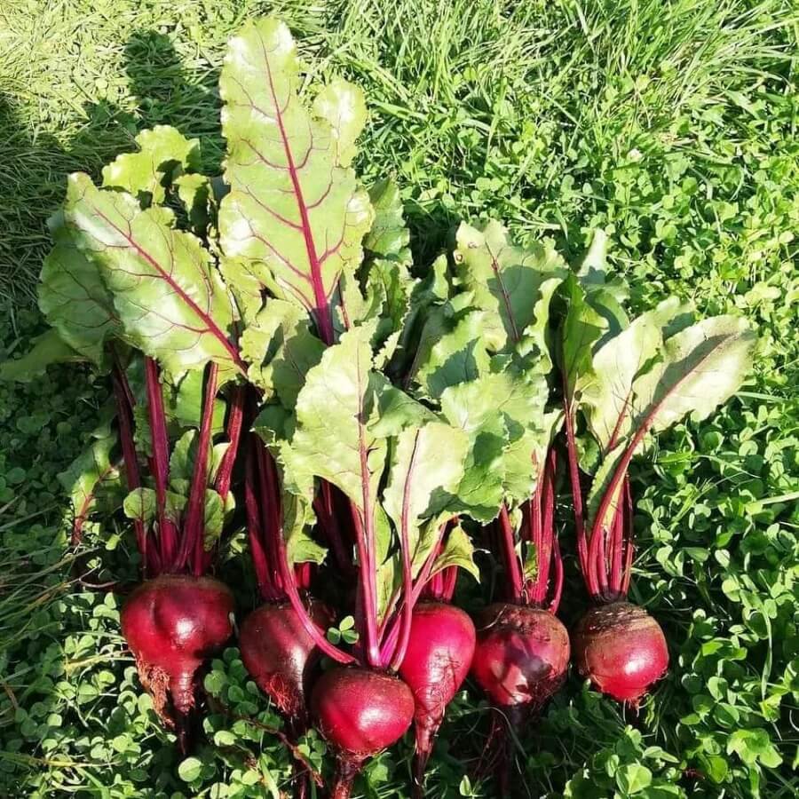 Detroit dark red beet seeds - Vegetable Plant