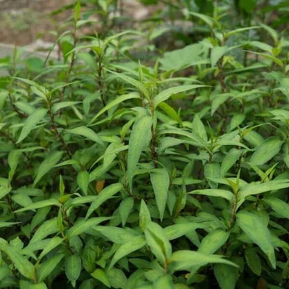Devil’s Ivy Seeds - Flower Plant