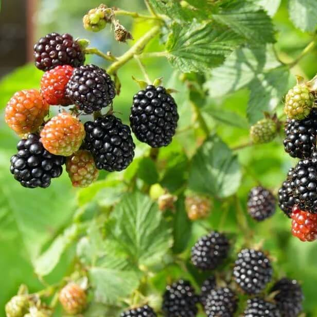 Dewberry Blackberry Berry Seeds