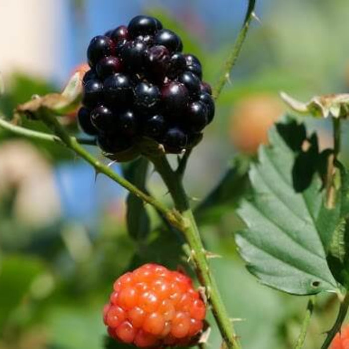 Dewberry Blackberry Berry Seeds