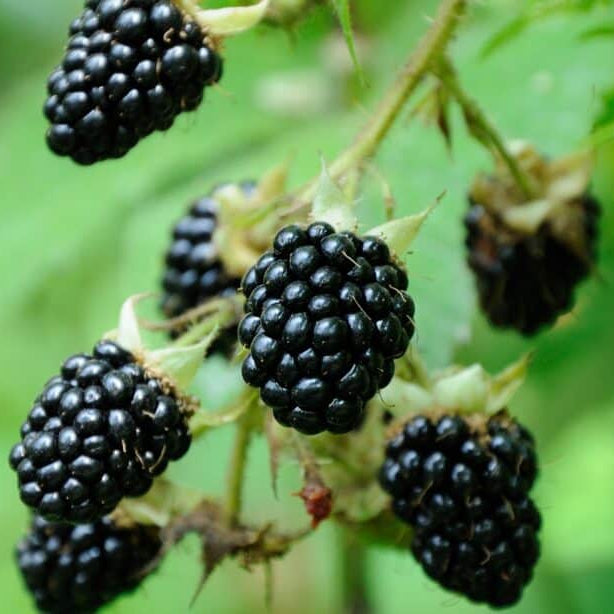 Dewberry Blackberry Berry Seeds