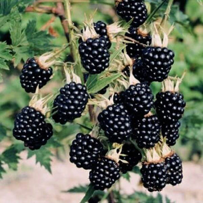 Dewberry Seeds - Native Fruit Plant for Home Gardens