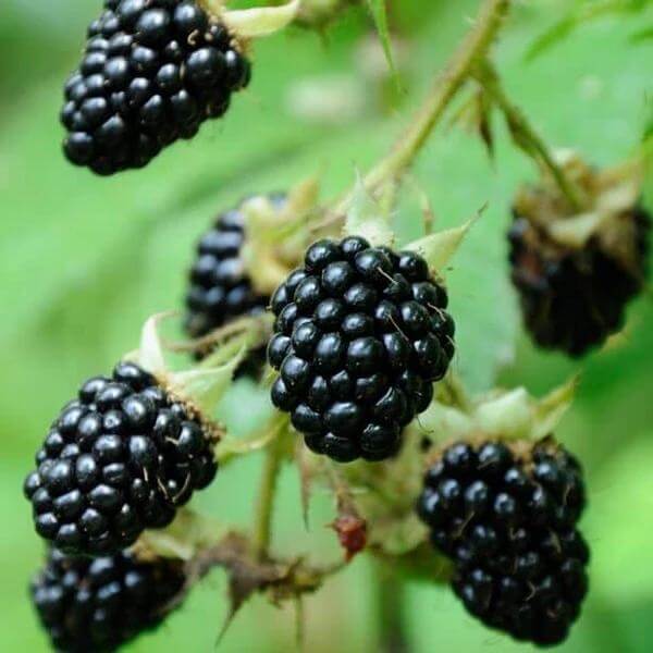 Dewberry Seeds - Native Fruit Plant for Home Gardens