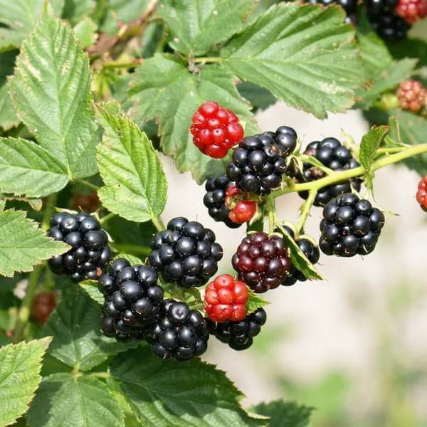 Dewberry Seeds - Native Fruit Plant for Home Gardens