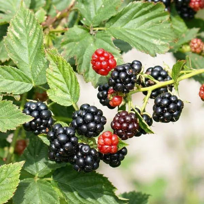 Dewberry Seeds - Native Fruit Plant for Home Gardens
