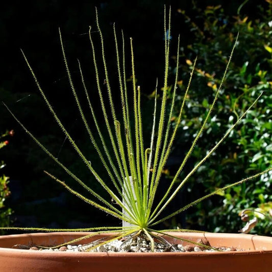 Dewy Leaf Plant Seeds – Carnivorous Plant Seeds for Home Gardens