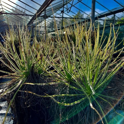 Dewy Pine Seeds 