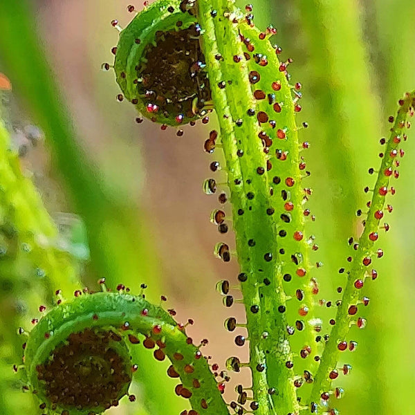 Dewy Pine Seeds 