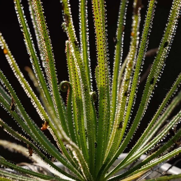 Dewy Pine Seeds 