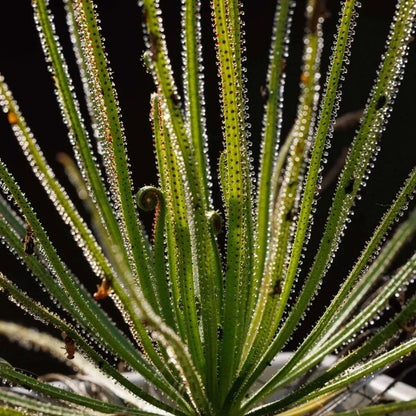Dewy Pine Seeds 