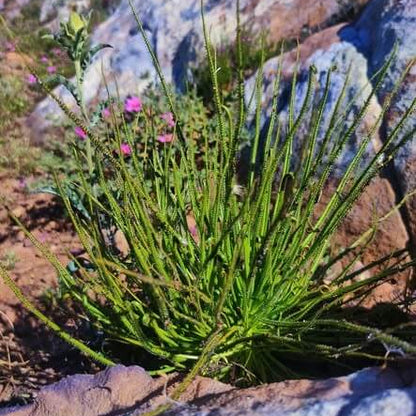 Dewy Pine Seeds 