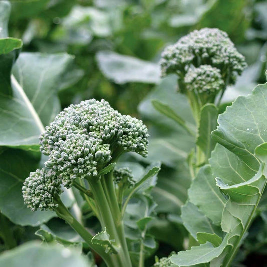 Di Cicco Broccoli Seeds - Heirloom Vegetable Plant for Home Gardens