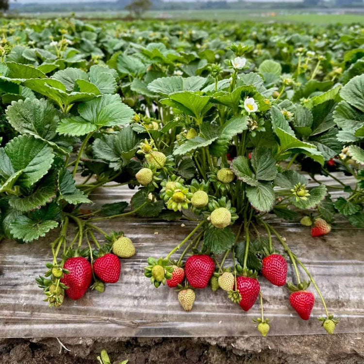 Diamante Strawberry Seeds - Heirloom Fruit Plant for Home Gardens