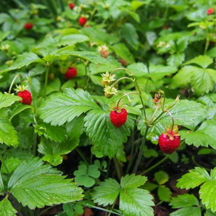Diamante Strawberry Seeds - Heirloom Fruit Plant for Home Gardens