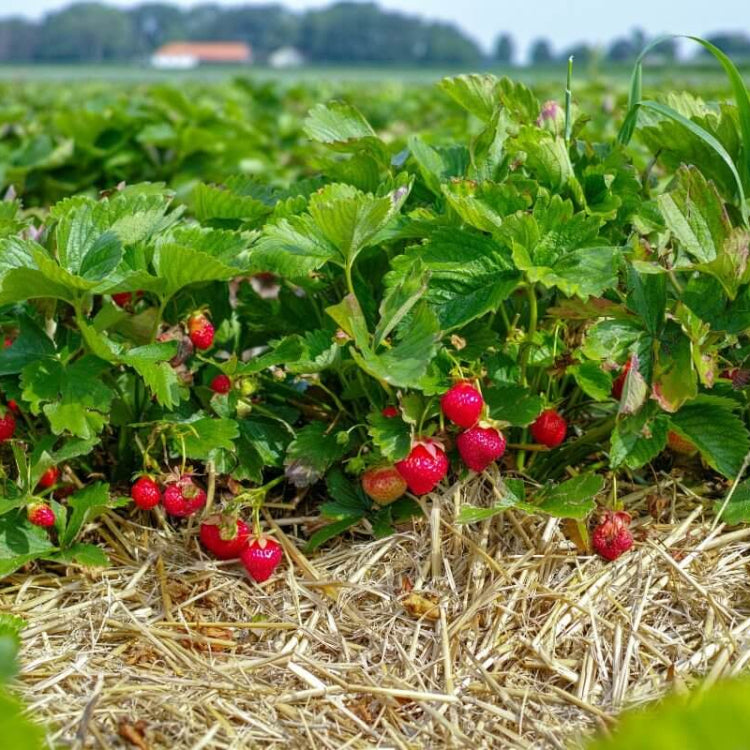 Diamante Strawberry Seeds - Heirloom Fruit Plant for Home Gardens