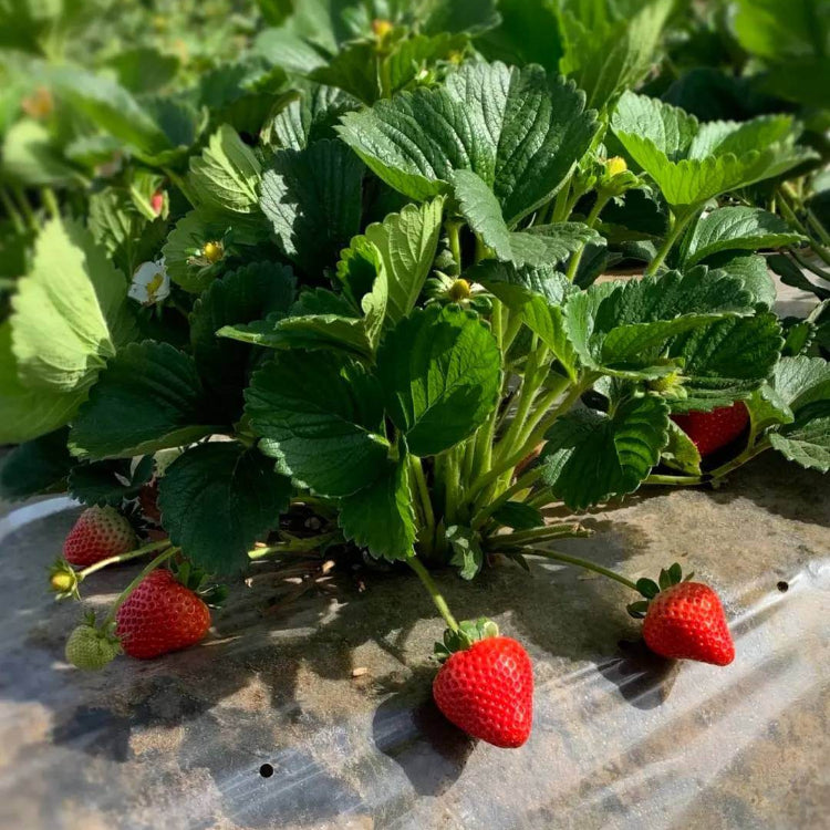 Diamante Strawberry Seeds - Heirloom Fruit Plant for Home Gardens