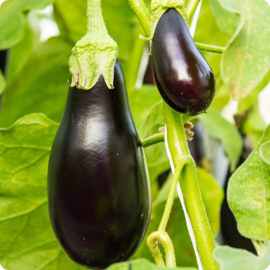Diamond Eggplant Seeds - Heirloom Vegetable Plant for Home Gardens