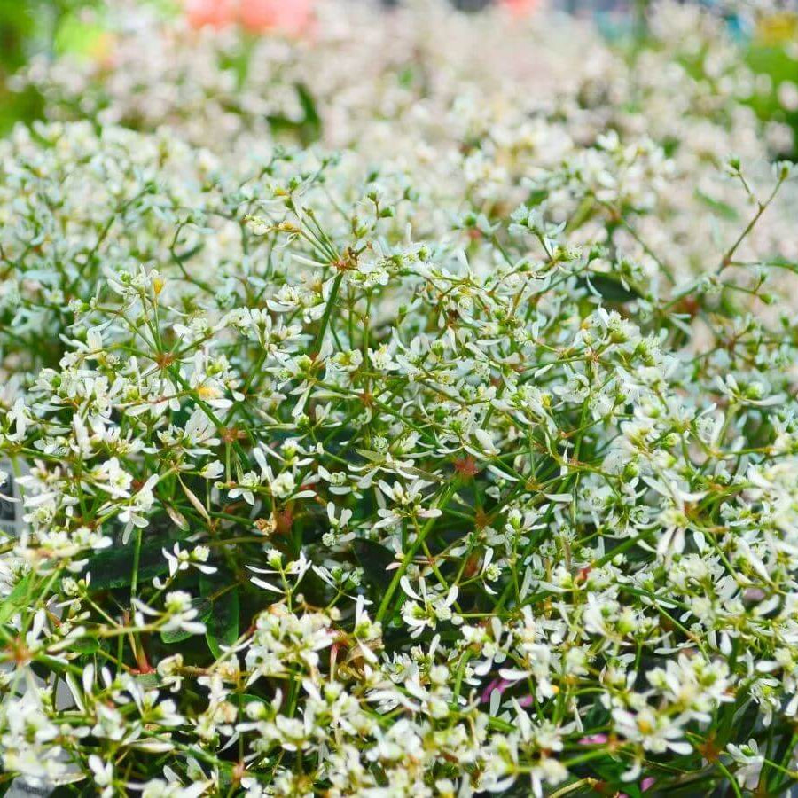 Diamond Frost Euphorbia Seeds - Heirloom Flower Plant for Home Gardens