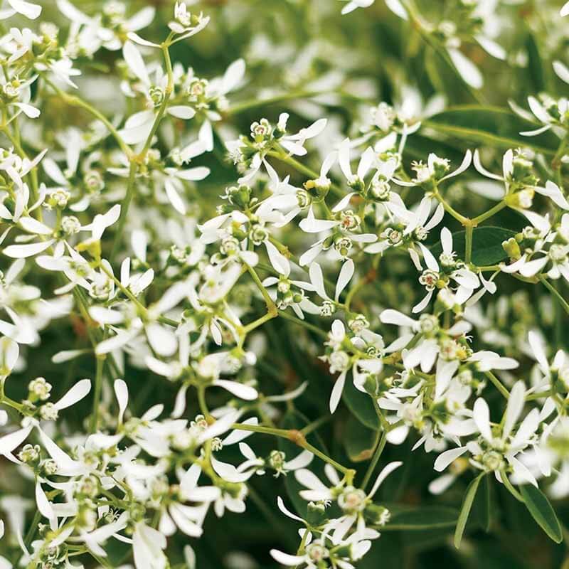 Diamond Frost Euphorbia Seeds - Heirloom Flower Plant for Home Gardens