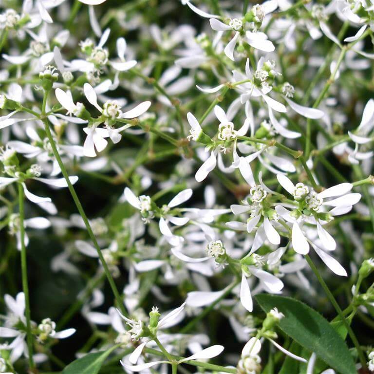 Diamond Frost Euphorbia Seeds - Heirloom Flower Plant for Home Gardens