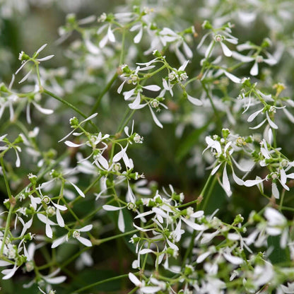 Diamond Frost Euphorbia Seeds - Heirloom Flower Plant for Home Gardens
