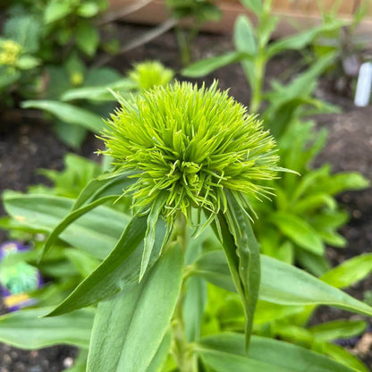 Dianthus Barbatus Green Ball Seeds - Heirloom Flower Plant for Home Gardens