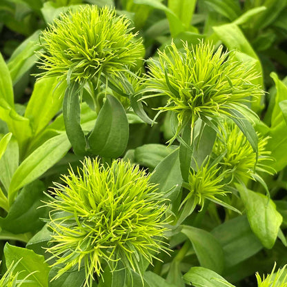 Dianthus Barbatus Green Ball Seeds - Heirloom Flower Plant for Home Gardens
