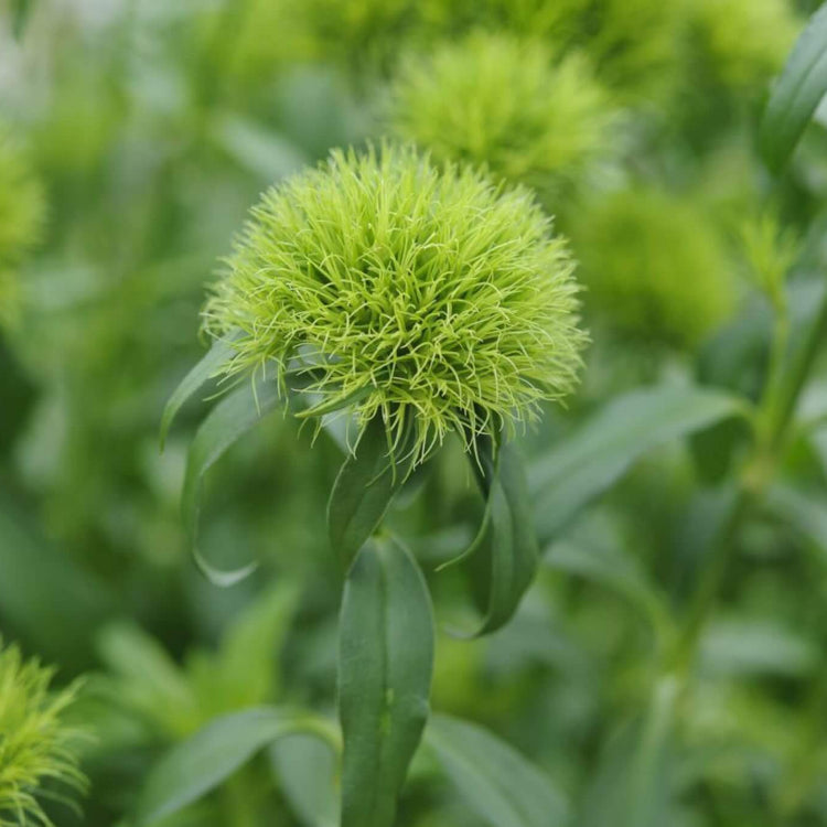 Dianthus Barbatus Green Ball Seeds - Heirloom Flower Plant for Home Gardens
