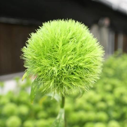 Dianthus Barbatus Green Ball Seeds - Heirloom Flower Plant for Home Gardens