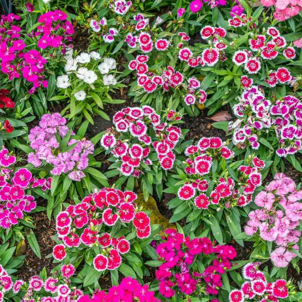 Dianthus Barbatus Seeds - Flower Plant