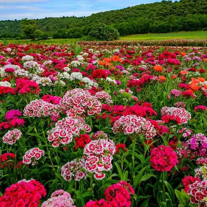 Dianthus Barbatus Seeds - Flower Plant